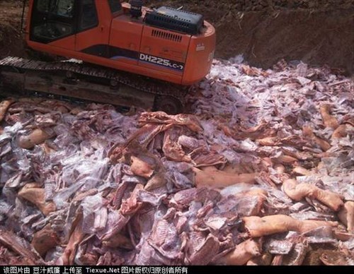 Hàng trăm tấn thịt lợn "bẩn" dùng bột thịt nạc tăng trọng độc hại bị thiêu hủy.